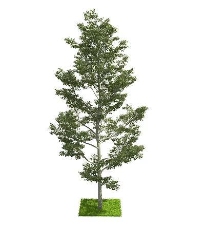 Tall Arbor With Lush Green Foliage And Strong Upright Trunk 3d model