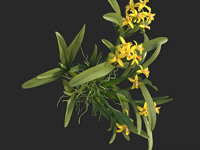 Vibrant Yellow Orchids with Lush Green Leaves and Exposed Roots in Natural State 3d model