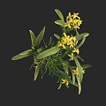 Vibrant Yellow Orchids with Lush Green Leaves and Exposed Roots in Natural State