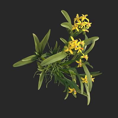 Vibrant Yellow Orchids with Lush Green Leaves and Exposed Roots in Natural State 3d model