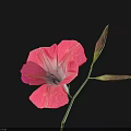 Fresh Pink Flower With Petals And Buds On Green Stem Against Black Background