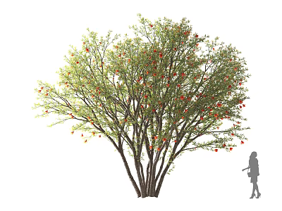 Lush Multi Trunk Fruit Bearing Tree with Red Fruits and Human Silhouette 3d model