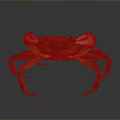 Brown Crab Front View With Detailed Shell And Legs On Reflective Background 3d model