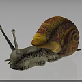 Colorful Snail With Orange And Red Striped Shell And Gray Body On Shiny Surface