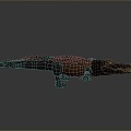 Crocodile Alligator Nile Crocodile carnivore reptile cold-blooded animal reptile reptile 3d model