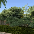 Rural Landscape with Palm Tree Lush Trees Wooden Fence and Green Hedge Under Blue Sky