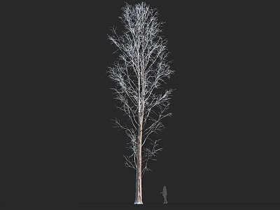 Tall Leafless Arbor With Slender Trunk Against Black Background And Small Figure 3d model