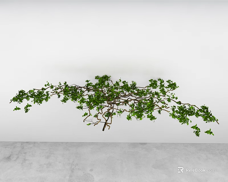 Green Hanging Vine With Trailing Branches And Lush Green Leaves Against White Wall 3d model 