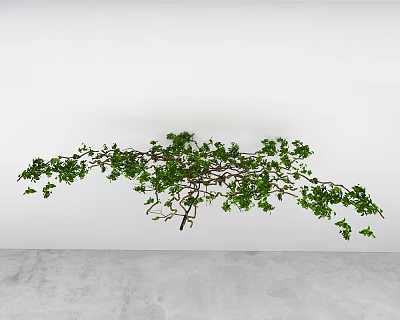 Green Hanging Vine With Trailing Branches And Lush Green Leaves Against White Wall 3d model