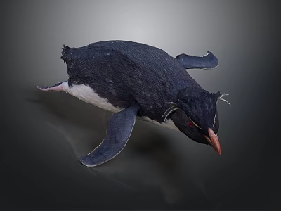 Black and White Penguin with Tufted Head and Orange Beak in Studio 3d model
