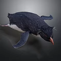 Black and White Penguin with Tufted Head and Orange Beak in Studio