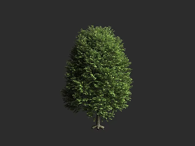 Lush Green Tree with Dense Canopy and Straight Trunk in Dark Background 3d model