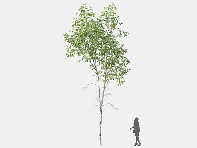 Tall Birch Tree With Green Leaves And Silhouette Of A Girl Standing Beside 3d model