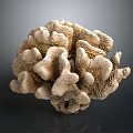 Coral Polyps Marine Animals Creating Hard Calcium Carbonate Structures 3d model