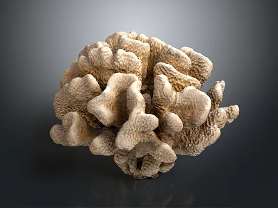 Coral Polyps Marine Animals Creating Hard Calcium Carbonate Structures 3d model
