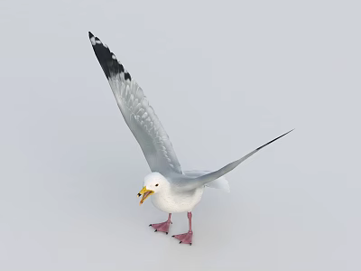 White Seagull With Spread Wings Black Wing Tips Yellow Beak And Red Feet 3d model