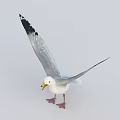 White Seagull With Spread Wings Black Wing Tips Yellow Beak And Red Feet