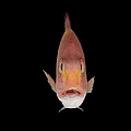 Reddish Brown Aquatic Fish With Prominent Scales And Fins On Black Background