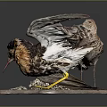 Two Birds In Varied Postures Showcasing Natural Behaviors On Textured Display Base