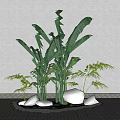 Banana Tree With Large Green Leaves And Small Plants For Indoor Decoration