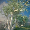 Tall Arbor with Curved Trunks Lush Green Foliage Under Blue Sky and White Clouds