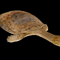 Unique Softshell Turtle With Long Neck And Brown Shell On Black Background