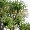 Trees With Green Leaves Trunk And Exposed Roots In Natural Arrangement