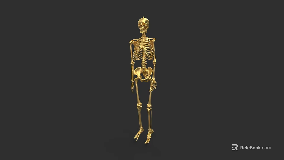 Golden Full Body Human Skeletal System Model Isolated On Black Background 3d model 