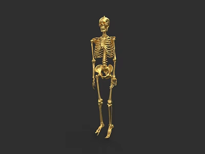 Golden Full Body Human Skeletal System Model Isolated On Black Background 3d model