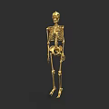 Golden Full Body Human Skeletal System Model Isolated On Black Background