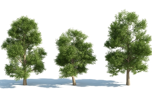 The Modern Tree 3d model