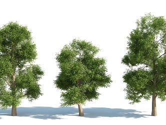 The Modern Tree 3d model