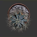 Green Spherical Cactus With Sharp Thorns In Red Terracotta Pot On Dark Background