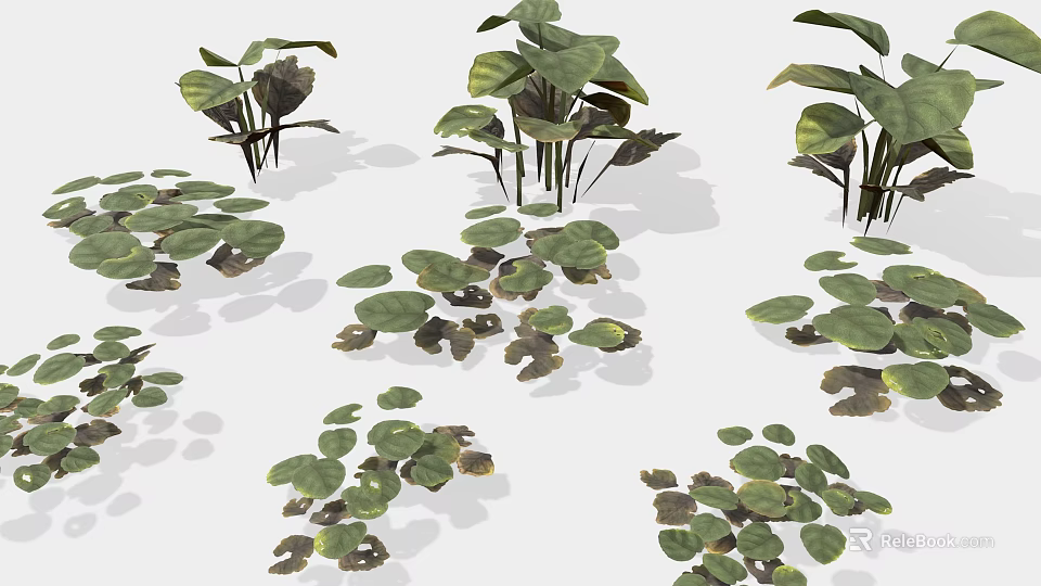 Diverse Green Plants With Various Leaf Shapes And Sizes On White Background 3d model 