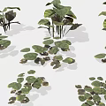 Diverse Green Plants With Various Leaf Shapes And Sizes On White Background