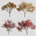 Modern Maple 3d model