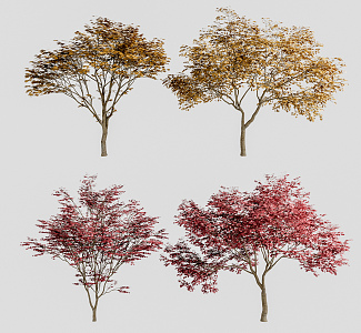 Modern Maple 3d model