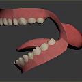Anatomical 3D Model of Human Oral Organs Showing Teeth Gums and Tongue Structure
