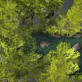 Tree White Birch Combination Plant Forest Scene Arbor 3d model