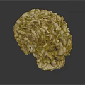 Unique Brain Shaped Brown Vegetable With Wrinkled Texture And Layered Structure On Dark Background