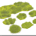 Green Ground Cover With Lush Foliage And Different Natural Shapes