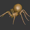 Shiny Golden Spider Sculpture With Metallic Body And Detailed Legs On Reflective Surface