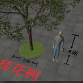 Osmanthus Tree 5.5 Meters Tall with Green Circular Base on Square Paved Ground