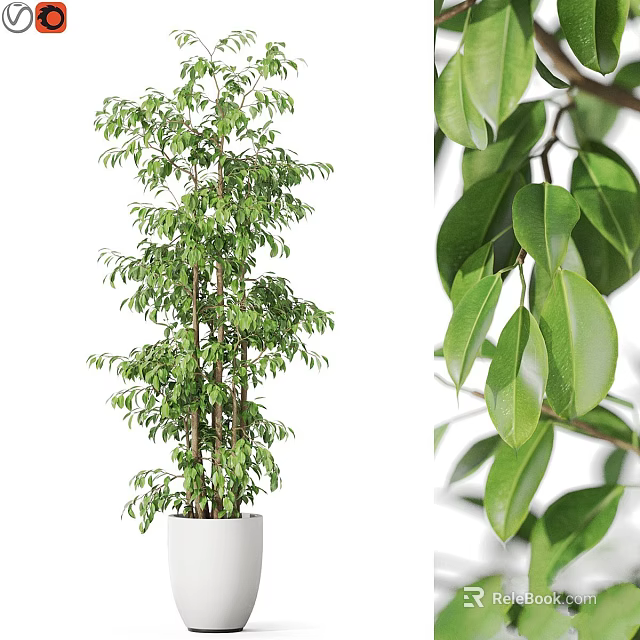 Indoor Garden Decor With Tall Green Plant In White Pot And Dense Fresh Glossy Leaves 3d model 