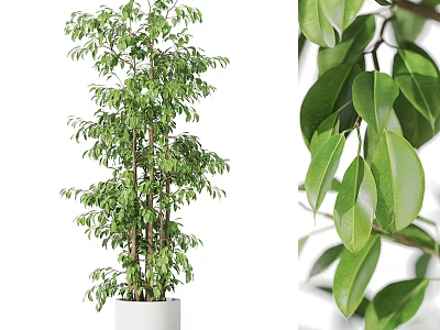 Indoor Garden Decor With Tall Green Plant In White Pot And Dense Fresh Glossy Leaves 3d model