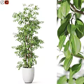 Indoor Garden Decor With Tall Green Plant In White Pot And Dense Fresh Glossy Leaves