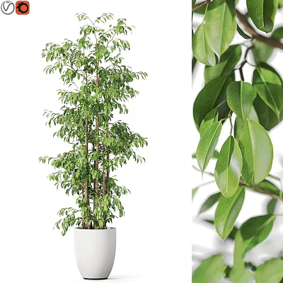 Indoor Garden Decor With Tall Green Plant In White Pot And Dense Fresh Glossy Leaves 3d model