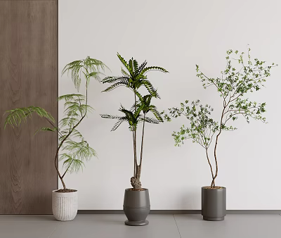 Three Bonsai Plants in White and Gray Pots Against Light Wall and Wooden Panel 3d model