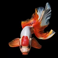 Vibrant Freshwater Aquarium Goldfish With White Red Orange Flowing Tail Fins