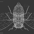 Detailed Cicada With Brown And Black Patterned Wings Isolated On White